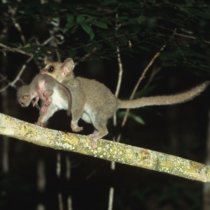 Mouse lemur