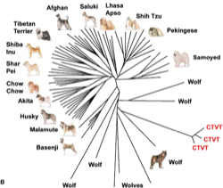 Canine Venereal Tumor phylogeny