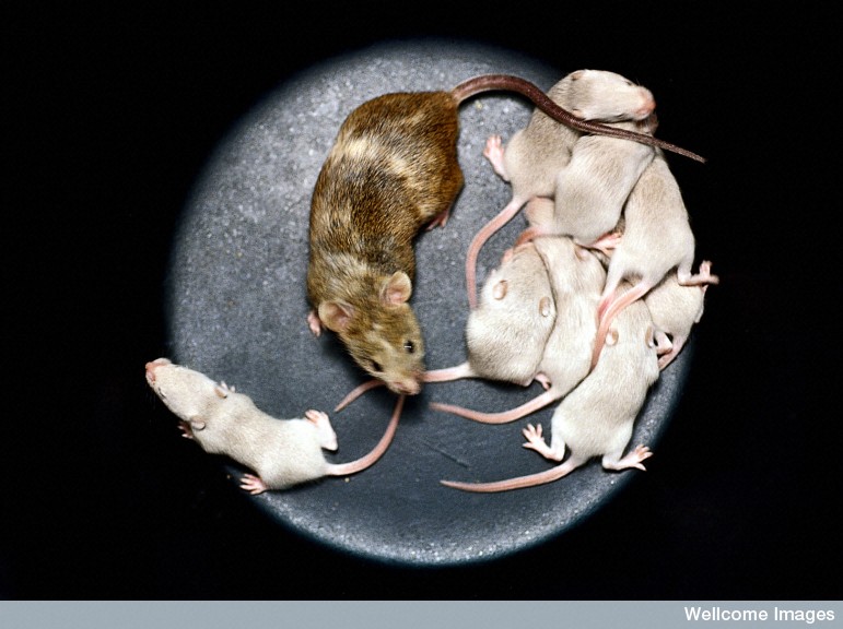 Wellcome Images mice