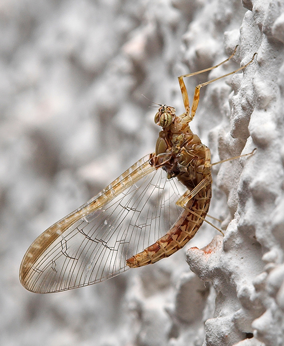 Ephemeroptera (Mayfly)