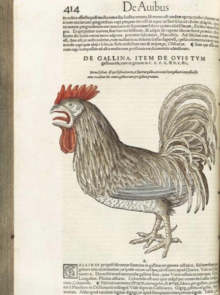 Rooster (Historiae animalium lib. I.)