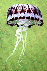 Jellyfish (by webmink)