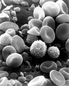 Blood cells including NK cells