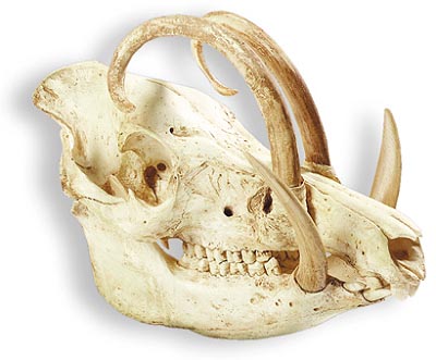 Babirusa skull
