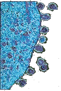HIV budding from a T cell