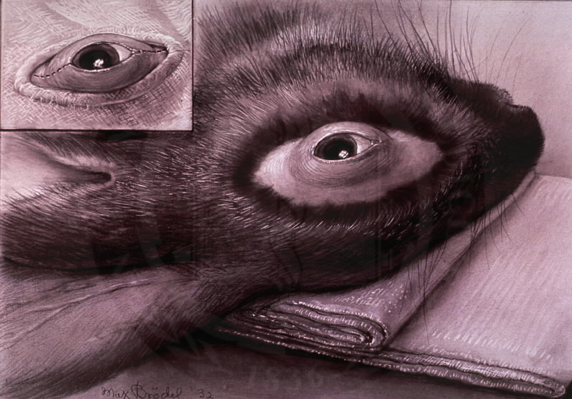 Rabbit's eye / Max BrÃ¶del / 1932