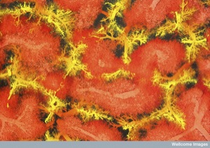 Liver blood vessels