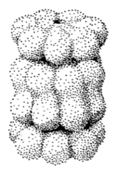 Kopp et al 1995, proteasome