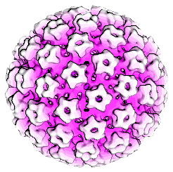 Human papillomavirus capsid