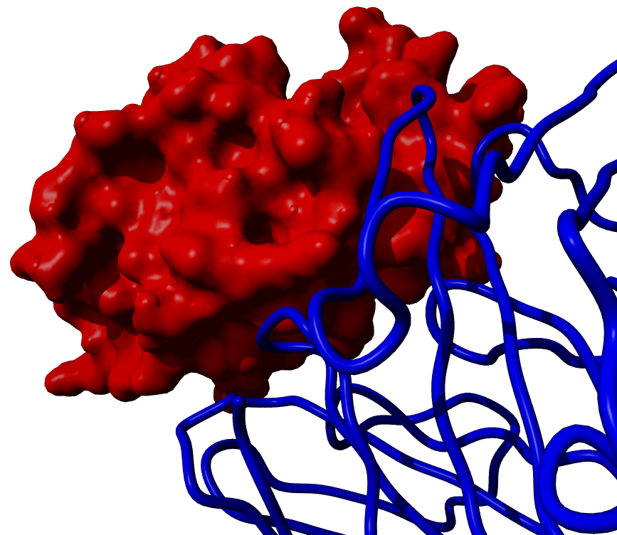 Anti-lysozyme antibody contacting lysozyme