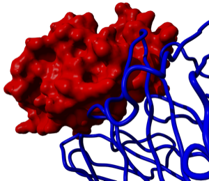 Antibody complexed with its antigen