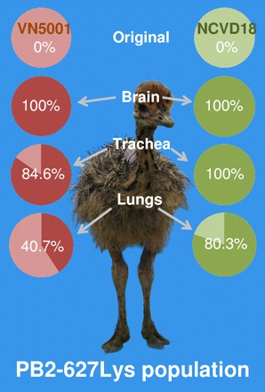 Ostrich (Shinya et al, J Virol, 2009)