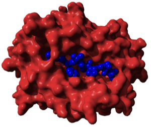 HLA-B51 + HIV peptide