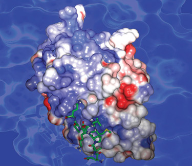 vif structure (Zhang et al, Org Biomol Chem. 2007 Feb 21;5(4):617-26)