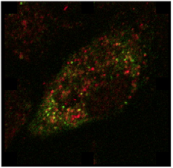 A35 colocalizes with RhoB in endosomes