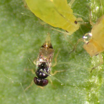 Parasitic wasp of aphids