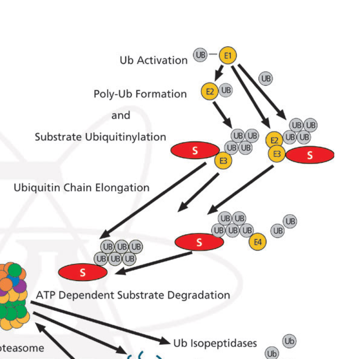 Ubiquitin/proteasome pathway
