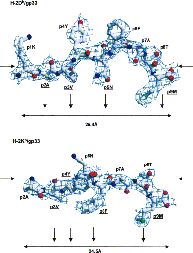 LCMV peptides