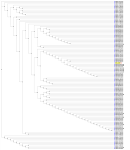 HLA-A phylogenetic tree