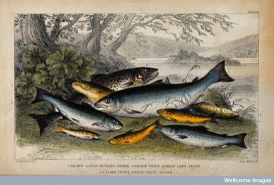 Diversity in fish: From Wellcome Images